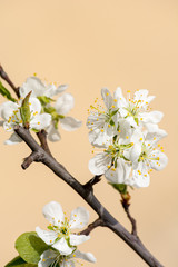 Flowers on the tree