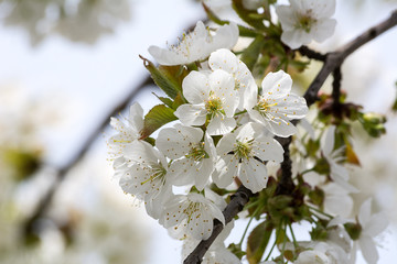 Cherry flowers