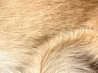 dog fur background 6