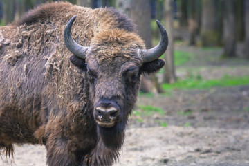 Wisent, European bison, Poland