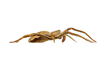 Pisaura mirabilis
