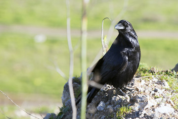 black raven