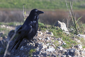 black raven