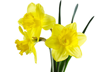 Daffodil Flowers