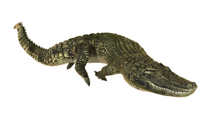 American Alligator
