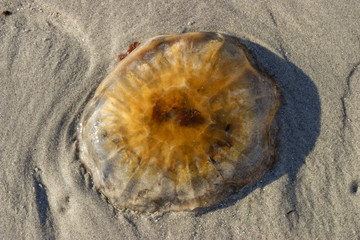 Jellyfish on the beach