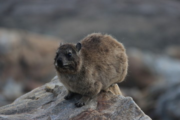 Hyrax - Kliffschliefer