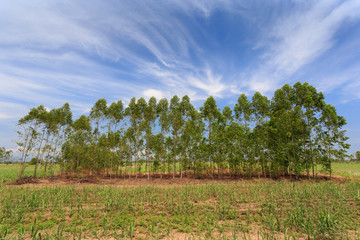 Obraz premium Eucalyptus tree on field