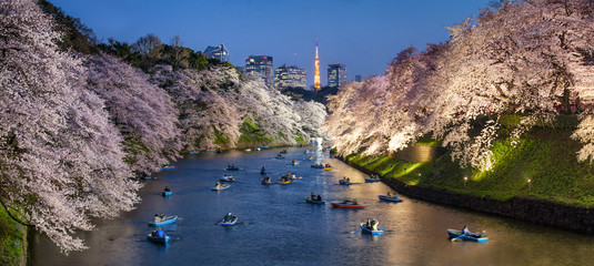 Naklejka premium Sakura w Tokyo Chidorigafuchi Japan