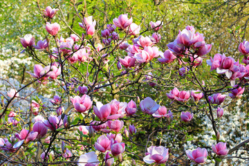 Obraz premium pink magnolia tree