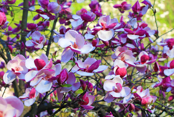 pink magnolia blossoms