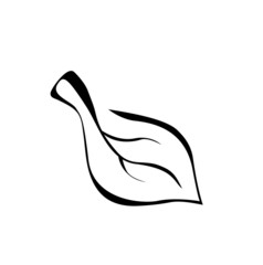 Vector of line drawing of a leaf on white background
