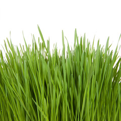 Fresh green grass isolated on a white background