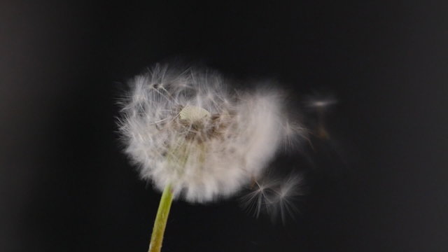 Pusteblume im Wind