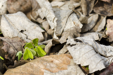sorrel Oxalis acetosella