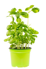 Naklejka premium Isolated fresh basi plant