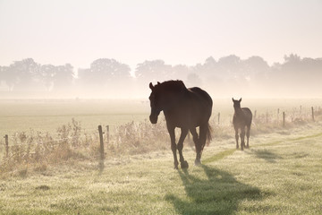 horses walk on misty pasture