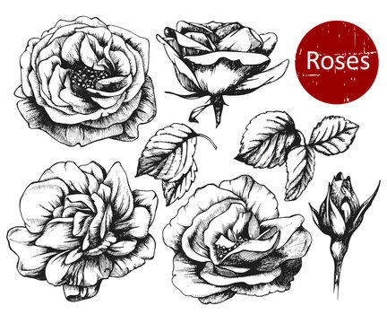 Set of highly detailed hand drawn roses. Vector