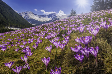  Spring crocuses in Tatra Mountains, Poland