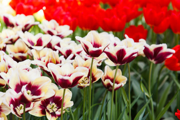 Beautiful spring flowers.  colorful tulips. Floral Background.