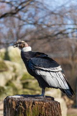 Portrait of Griffon vulture
