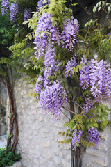 Cascading purple wisteria vine