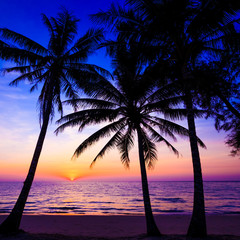 Naklejka na ściany i meble Beautiful sunset. Sunset over the ocean with tropical palm tree