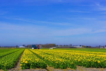 Fototapeta na wymiar tulip flowers field. colorful tulip farm