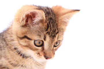 head of small cat isolated