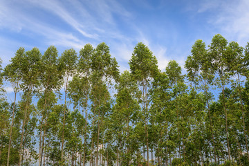 Fototapeta premium Eucalyptus tree on field