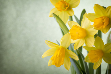 Fototapeta na wymiar Daffodils.