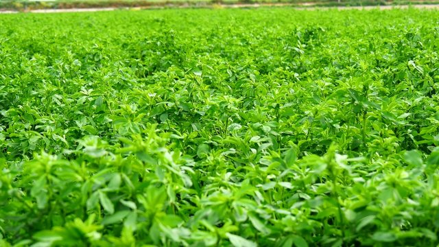 Medicago sativa field, alfalfa (4K)