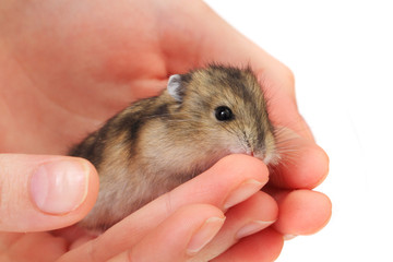 dzungarian mouse in the human hand