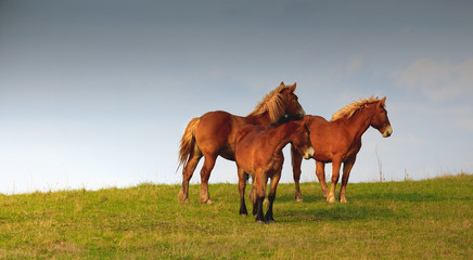 Wiosenne Konie © Wojciech Lisiński