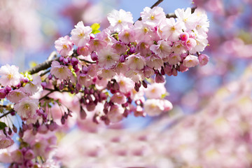 Sakura. Tree cherry on the garden.