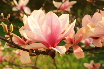 Obraz premium Pink magnolia flowers in the garden