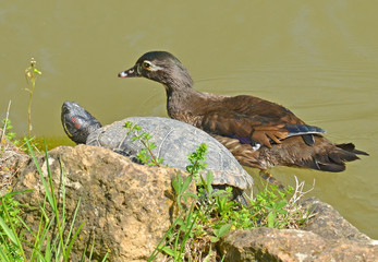 Obraz premium duck and turtle friendship
