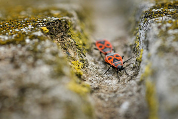 Firebugs - Pyrrhocoris Apterus on rocky background
