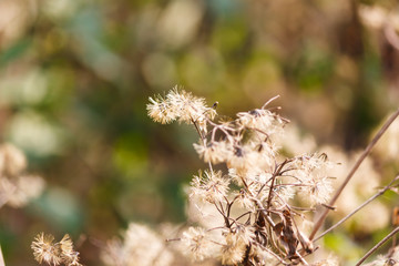 grass flower in forest