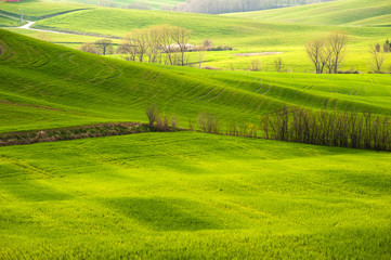 Obraz premium Green grass, young corn, rye on a sunny day