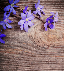 blue flowers on wooden background