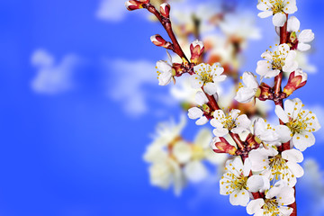 Flowering branch of apricot
