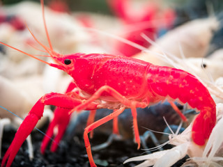 Red crayfish