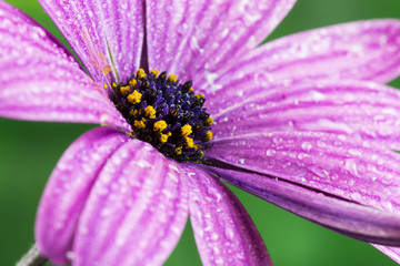 purple flower