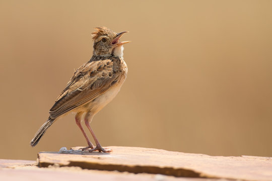 Rufous-naped lark sit on a rock and call to claim territory