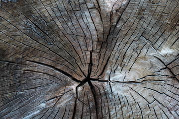 wood background. Wood texture of cut tree trunk, close-up