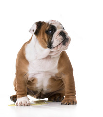 Fototapeta premium peeing puppy
