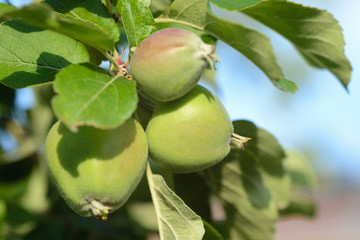 drei unreife gr&uuml;ne &Auml;pfel