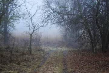 Fototapeta na wymiar foggy trail