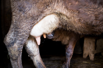 Fototapeta premium A calf suckling breast milk from mother cow